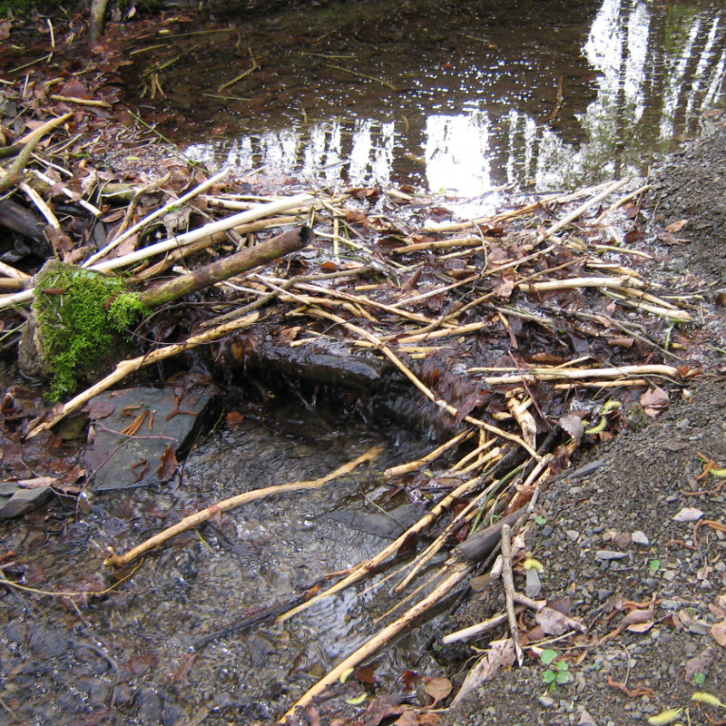 Biberspuren am Bach