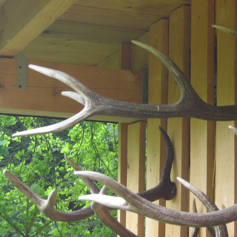 monohornus eifelensis